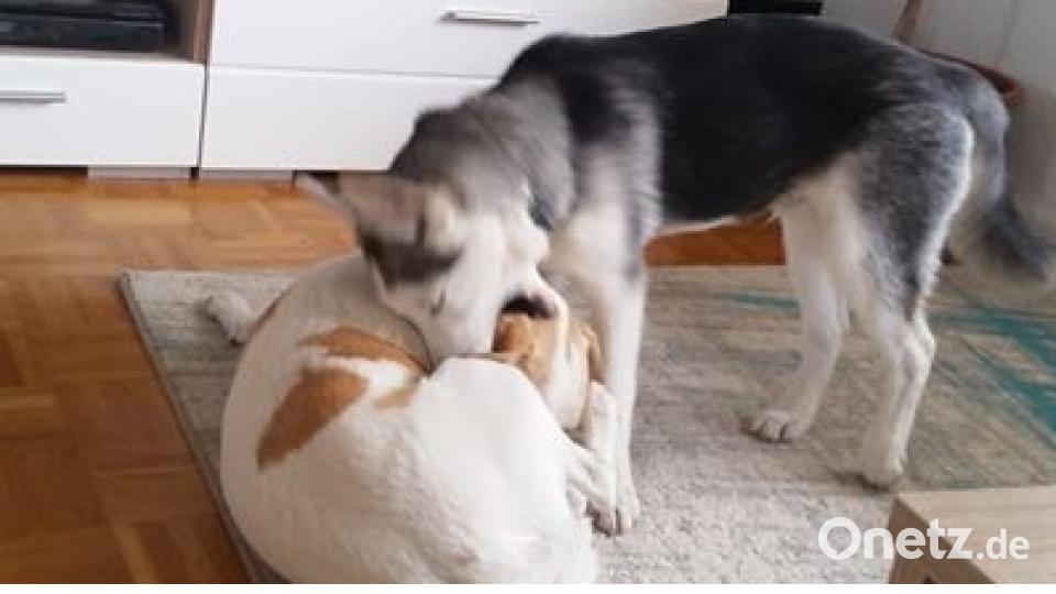 Am 10. Oktober war Welthundetag. Das sind eure Lieblinge. Bild: Bianca Mühlbauer