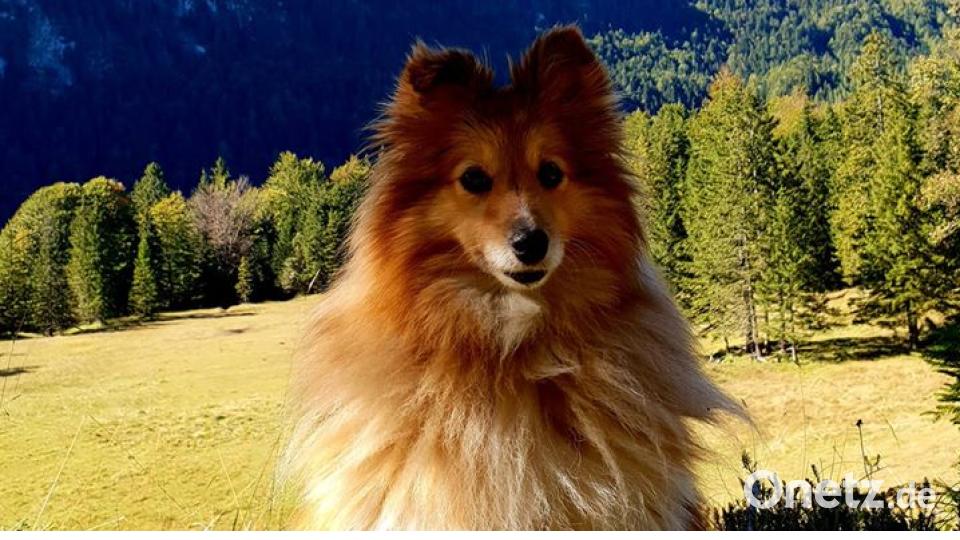 Am 10. Oktober war Welthundetag. Das sind eure Lieblinge. Bild: Stefan Müller