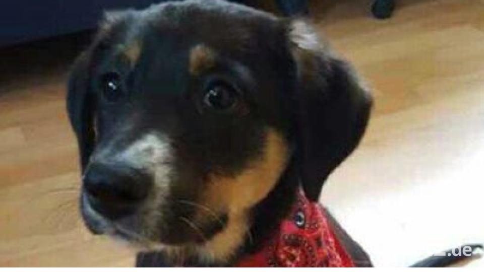 Am 10. Oktober war Welthundetag. Das sind eure Lieblinge. Bild: Andrea Hummel