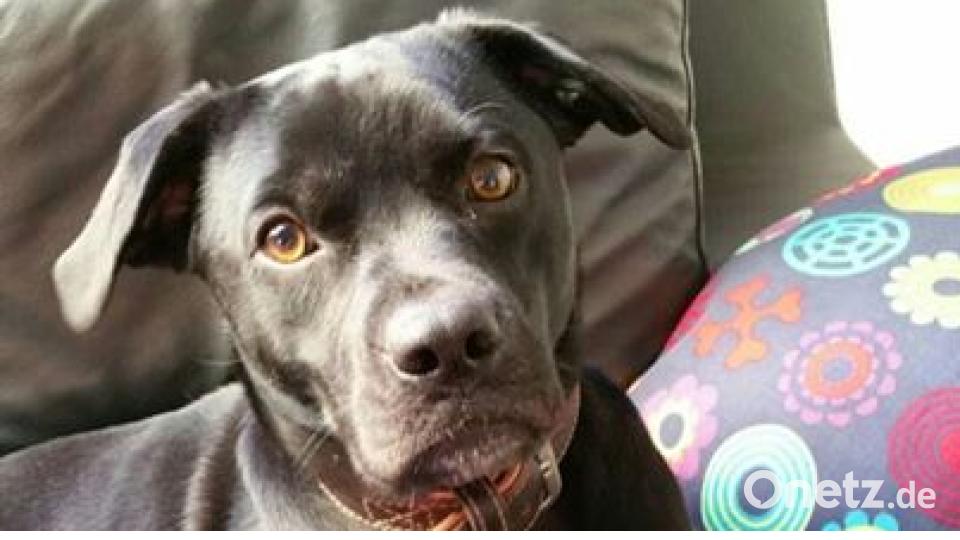 Am 10. Oktober war Welthundetag. Das sind eure Lieblinge. Bild: Tobias Grünbauer