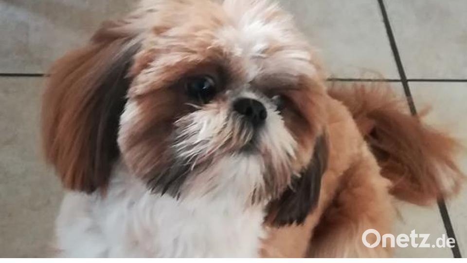 Am 10. Oktober war Welthundetag. Das sind eure Lieblinge. Bild: Nicola Ücker