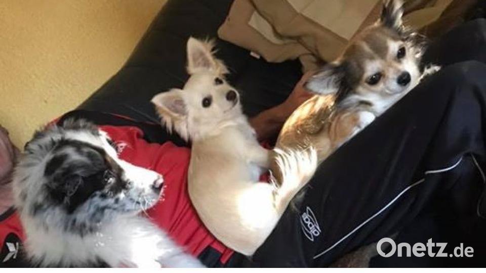 Am 10. Oktober war Welthundetag. Das sind eure Lieblinge. Bild: Astrid Meier