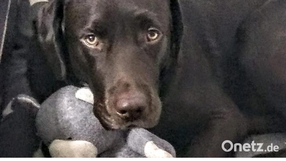 Zum Welthundetag zeigen die Nutzer von onetz.de Bilder ihrer Vierbeiner. Bild: Sandra Wru