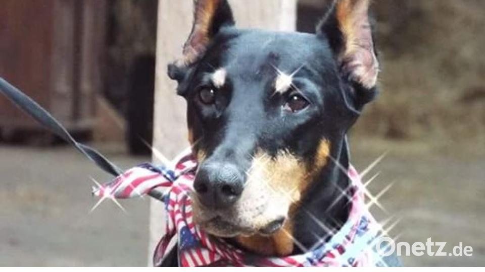 Am 10. Oktober war Welthundetag. Das sind eure Lieblinge. Bild: Trixi Sünder