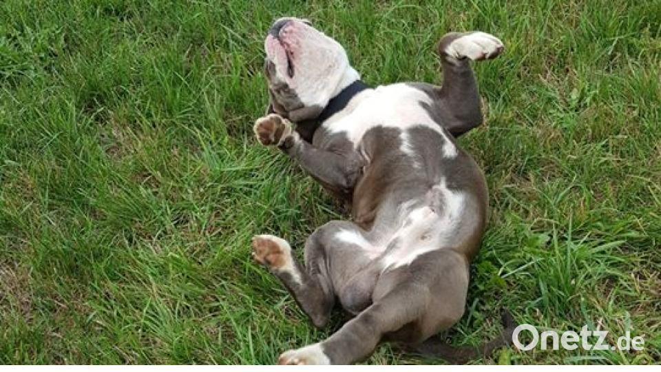 Am 10. Oktober war Welthundetag. Das sind eure Lieblinge. Bild: Da Ni