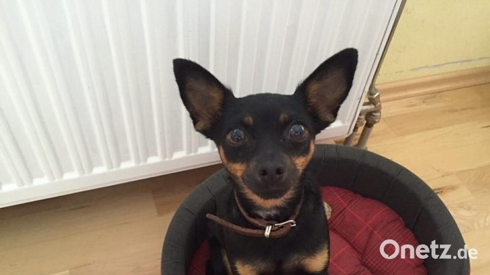 Zum Welthundetag zeigen die Nutzer von onetz.de Bilder ihrer Vierbeiner. Bild: Steffi Kirchberger