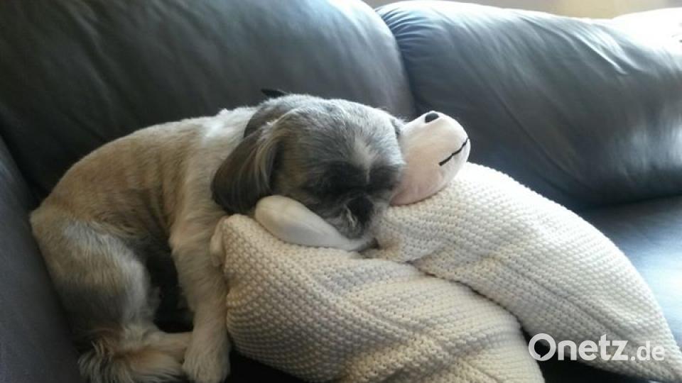 Am 10. Oktober war Welthundetag. Das sind eure Lieblinge. Bild: Laura Treitz