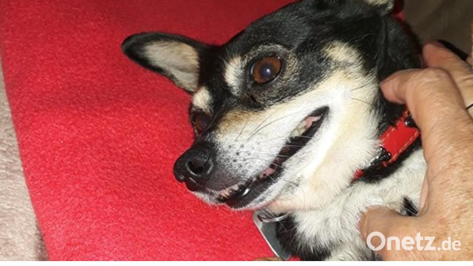 Am 10. Oktober war Welthundetag. Das sind eure Lieblinge. Bild: Regina Ehbauer