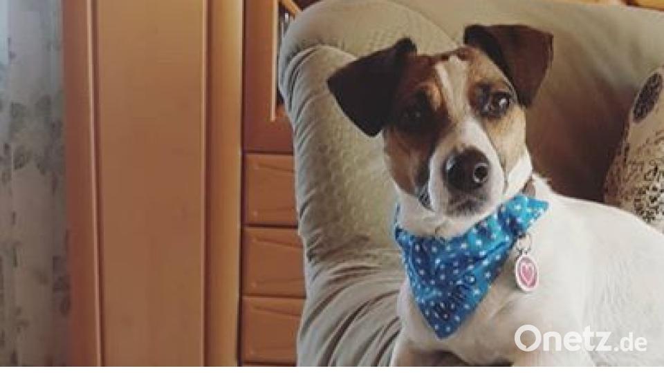 Am 10. Oktober war Welthundetag. Das sind eure Lieblinge. Bild: Christina Stingl