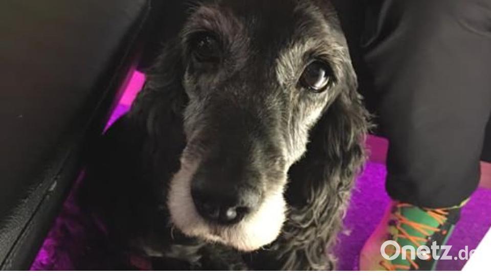 Am 10. Oktober war Welthundetag. Das sind eure Lieblinge. Bild: Manuela Hermdobler