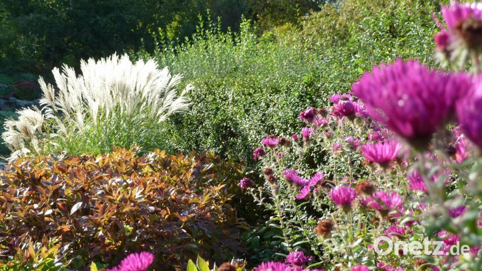 Das Staudenbeet punktet im Herbst mit Asternblüte, Verfärbung der Blätter und Gräsern. Bild: Portner, Gertraud