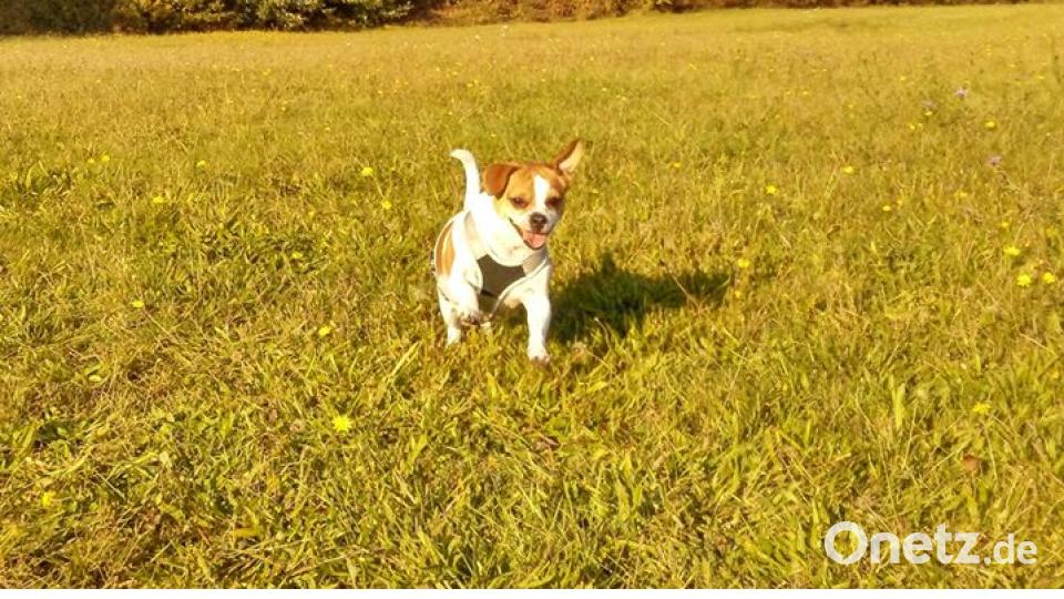 Am 10. Oktober war Welthundetag. Das sind eure Lieblinge. Bild: Jessy Dedda