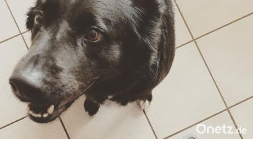 Zum Welthundetag zeigen die Nutzer von onetz.de Bilder ihrer Vierbeiner. Bild: Korina Islam-Frötschl