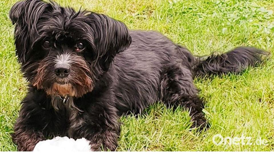 Zum Welthundetag zeigen die Nutzer von onetz.de Bilder ihrer Vierbeiner. Bild: Michelle Steineke