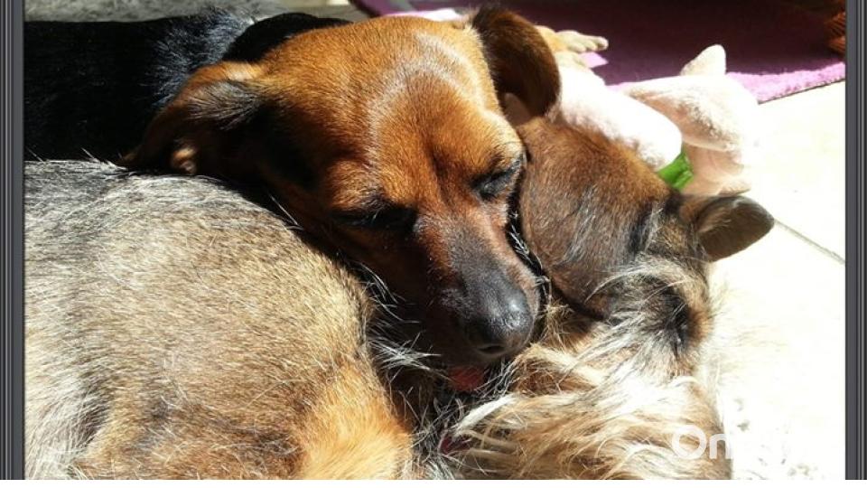 Am 10. Oktober war Welthundetag. Das sind eure Lieblinge. Bild: Natalie Kamenik