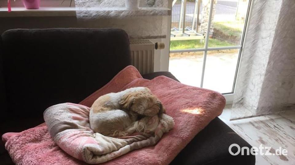 Am 10. Oktober war Welthundetag. Das sind eure Lieblinge. Bild: Claudia Hilbig