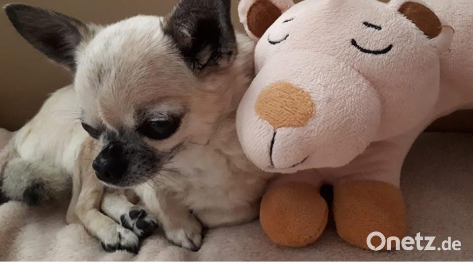 Am 10. Oktober war Welthundetag. Das sind eure Lieblinge. Bild: Sandra Gierl