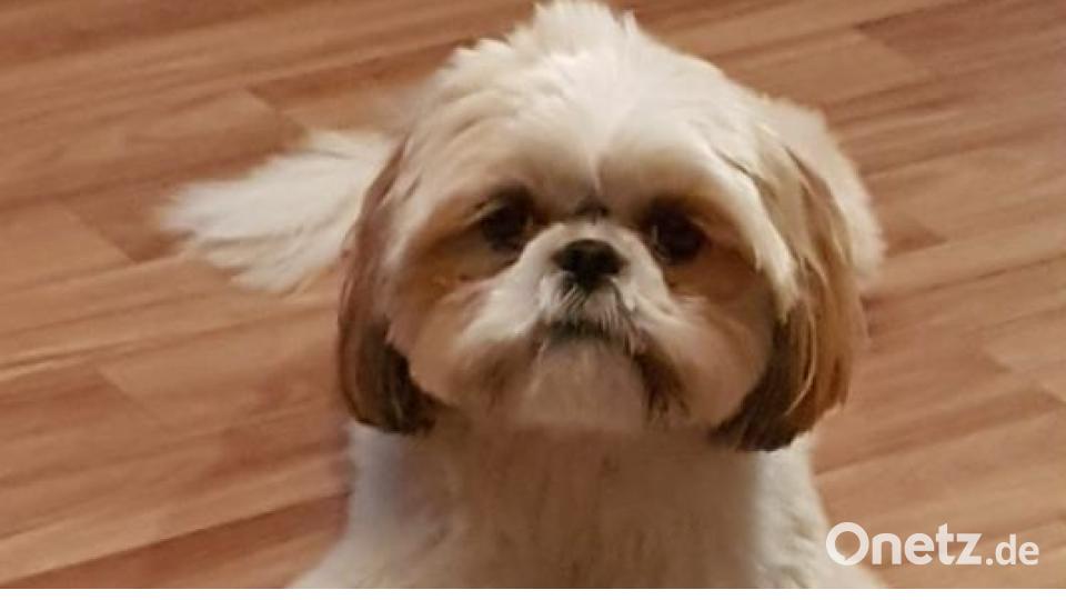 Zum Welthundetag zeigen die Nutzer von onetz.de Bilder ihrer Vierbeiner. Bild: Dieter Oso