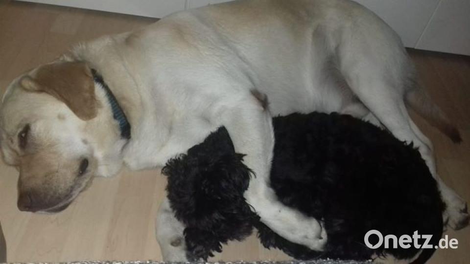 Am 10. Oktober war Welthundetag. Das sind eure Lieblinge. Bild: Bianca Gerwers