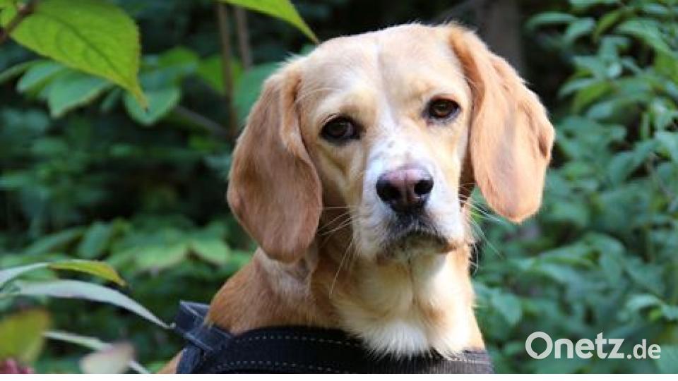 Zum Welthundetag zeigen unsere Nutzer Bilder Ihrer Vierbeiner. Bild: Tanja Schertel