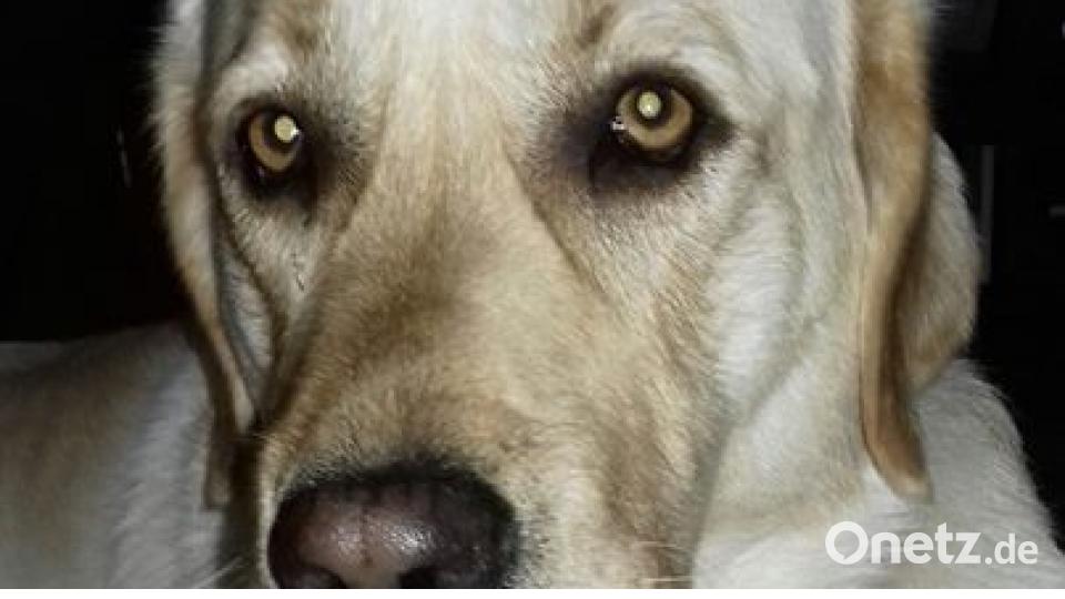 Am 10. Oktober war Welthundetag. Das sind eure Lieblinge. Bild: Bianca Gerwers