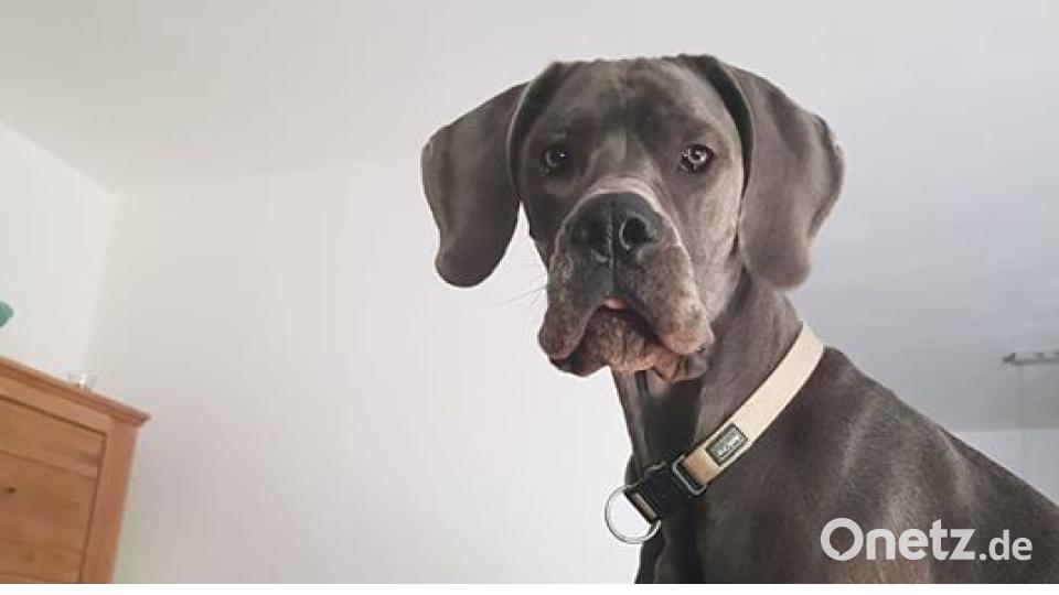 Am 10. Oktober war Welthundetag. Das sind eure Lieblinge. Bild: Nadine Zaunreither Reinhardt