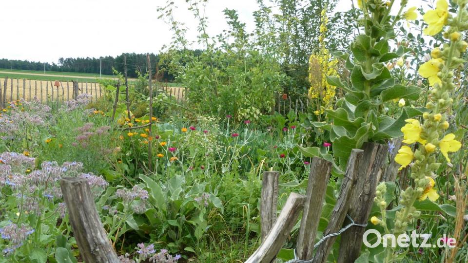 Auf der „Wilden Wiese“ in Grafenricht/Stulln (Landkreis Schwandorf) darf sich jede Pflanze ihren Platz selbst suchen. Bild: Portner, Gertraud