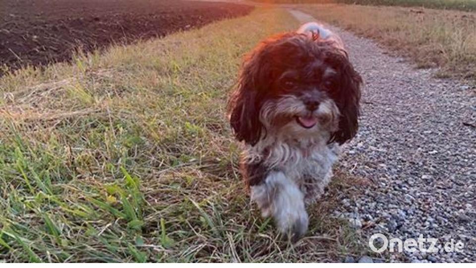 Am 10. Oktober war Welthundetag. Das sind eure Lieblinge. Bild: Heike Meier