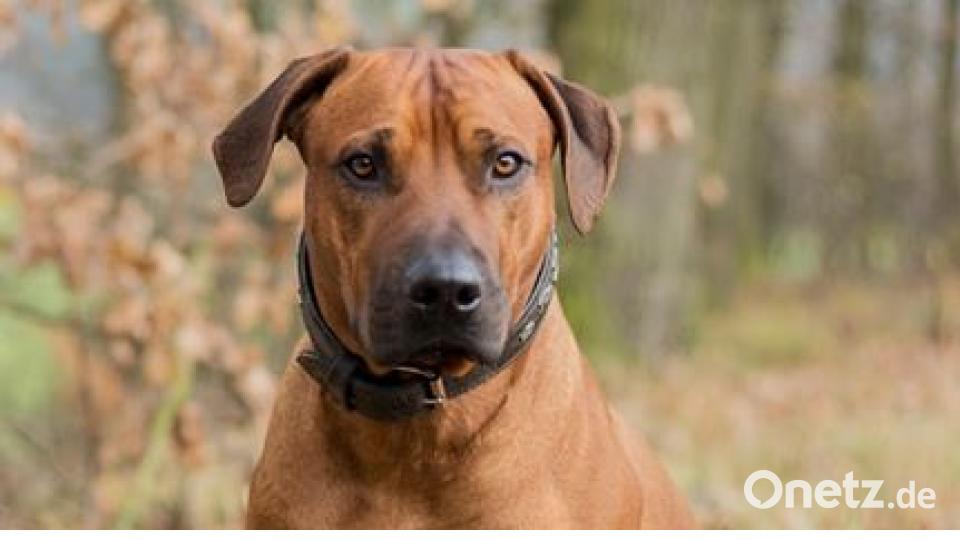 Am 10. Oktober war Welthundetag. Das sind eure Lieblinge. Bild: Nicoletta Bleier