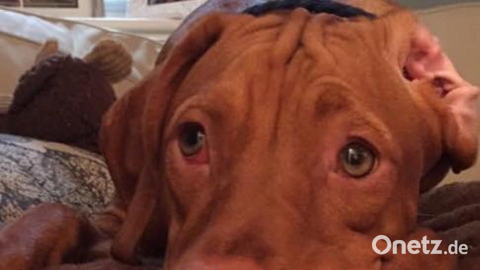 Zum Welthundetag zeigen die Nutzer von onetz.de Bilder ihrer Vierbeiner. Bild: Sa Anna Rotti