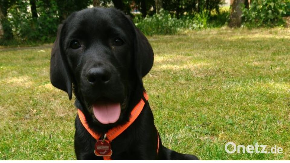 Am 10. Oktober war Welthundetag. Das sind eure Lieblinge. Bild: Tobi