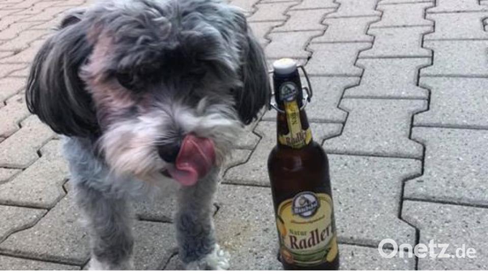 Zum Welthundetag zeigen die Nutzer von onetz.de Bilder ihrer Vierbeiner. Bild: Ichbinsda Murat