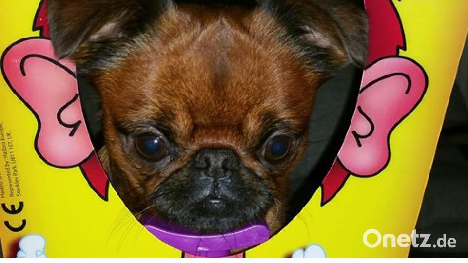 Am 10. Oktober war Welthundetag. Das sind eure Lieblinge. Bild: Carmen Schatz