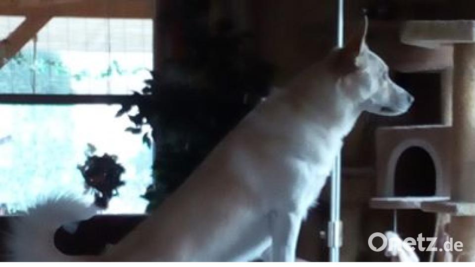 Am 10. Oktober war Welthundetag. Das sind eure Lieblinge. Bild: Sabine Märkl