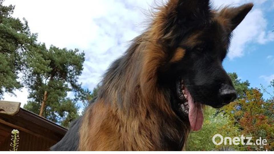 Am 10. Oktober war Welthundetag. Das sind eure Lieblinge. Bild: Lisa Lanzl