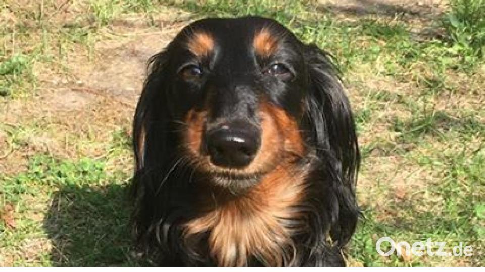 Am 10. Oktober war Welthundetag. Das sind eure Lieblinge. Bild: Heidi Wenke