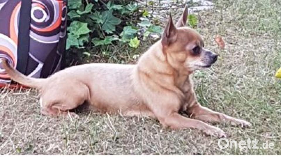 Zum Welthundetag zeigen unsere Nutzer Bilder Ihrer Vierbeiner. Bild: Lena Zander