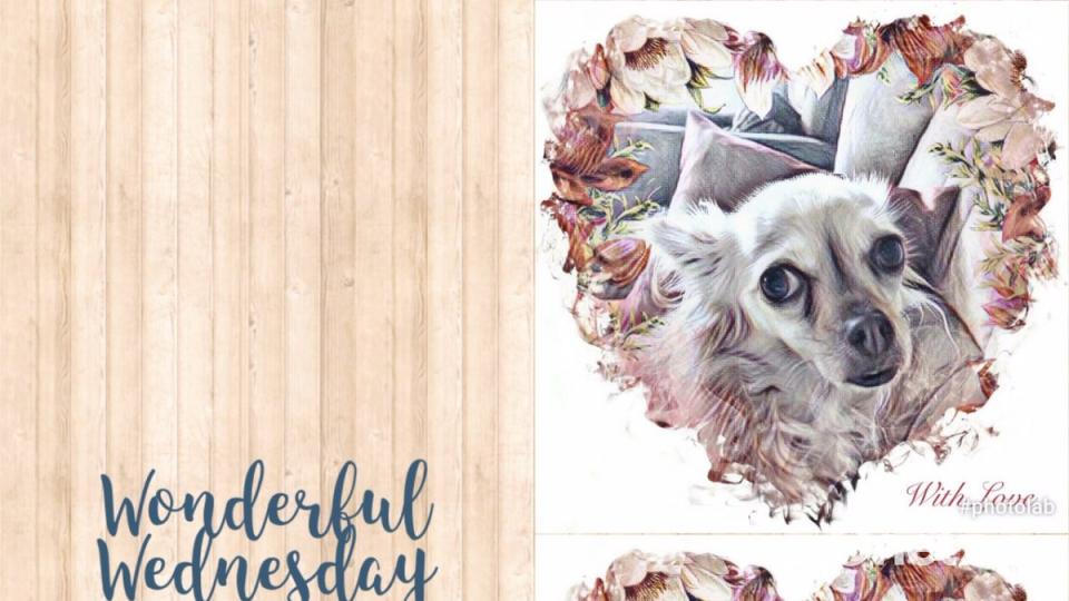 Am 10. Oktober war Welthundetag. Das sind eure Lieblinge. Bild: Gabriele Brunner