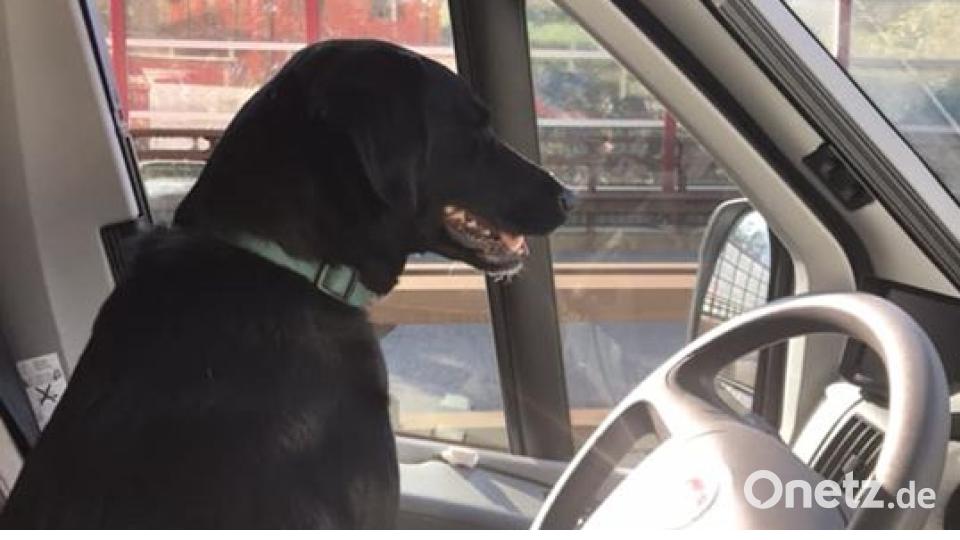 Am 10. Oktober war Welthundetag. Das sind eure Lieblinge. Bild: Karin Holzinger