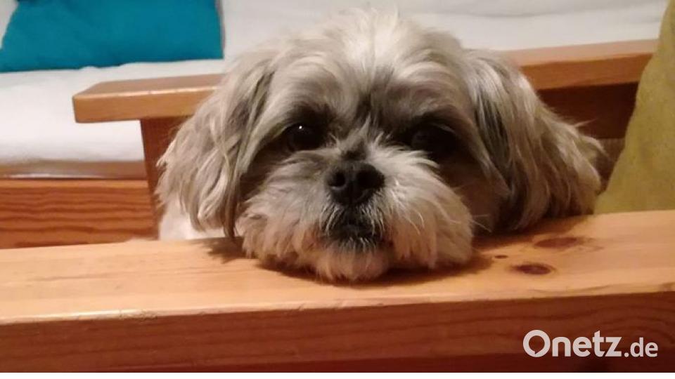 Zum Welthundetag zeigen unsere Nutzer Bilder Ihrer Vierbeiner. Bild: Alexander Unger