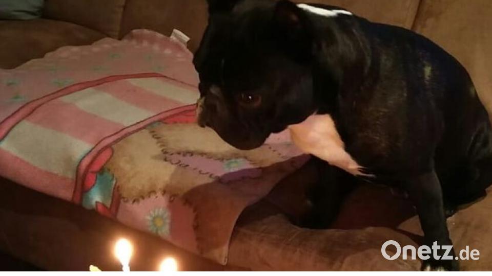 Zum Welthundetag zeigen unsere Nutzer Bilder Ihrer Vierbeiner. Bild: Petra Götz