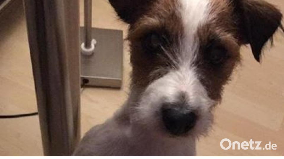 Am 10. Oktober war Welthundetag. Das sind eure Lieblinge. Bild: Jeye Mai Tai