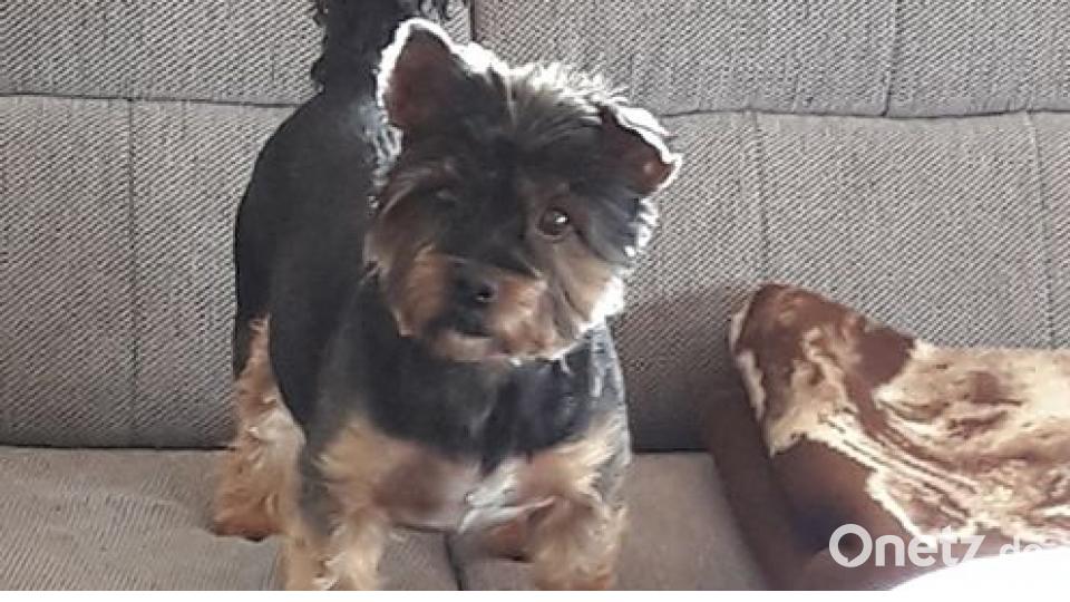 Zum Welthundetag zeigen die Nutzer von onetz.de Bilder ihrer Vierbeiner. Bild: Ursula Schmeller