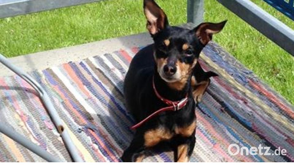 Am 10. Oktober war Welthundetag. Das sind eure Lieblinge. Bild: Inge Sasser