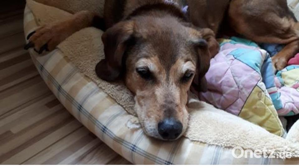 Zum Welthundetag zeigen unsere Nutzer Bilder Ihrer Vierbeiner. Bild: Alexander Unger