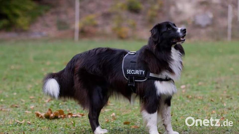 Am 10. Oktober war Welthundetag. Das sind eure Lieblinge. Bild: Christian Christau