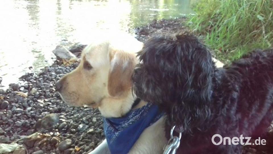 Am 10. Oktober war Welthundetag. Das sind eure Lieblinge. Bild: Bianca Gerwers