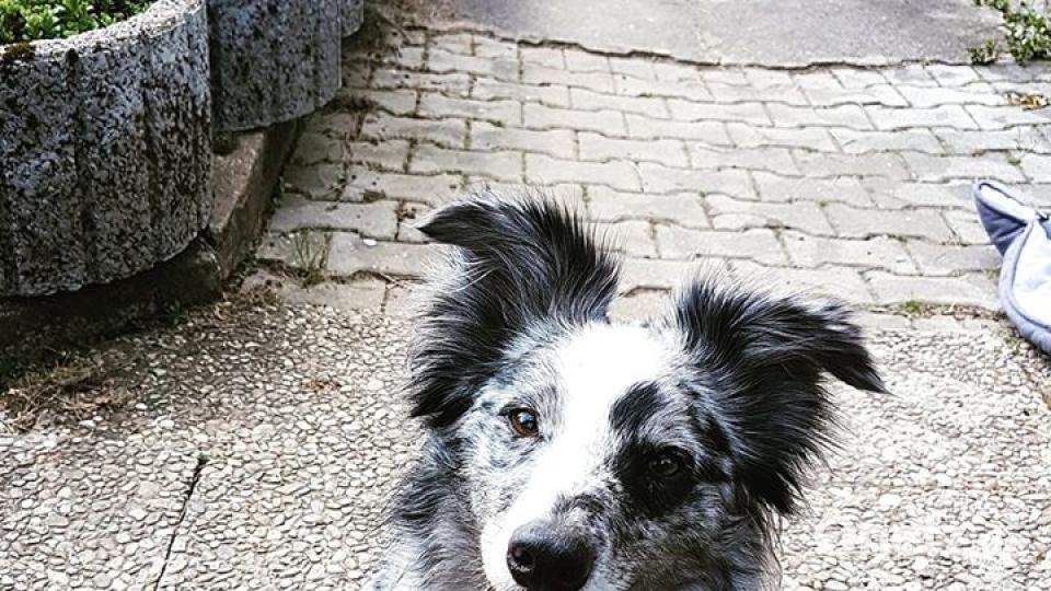 Am 10. Oktober war Welthundetag. Das sind eure Lieblinge. Bild: Marina Schultes