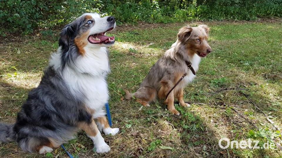 Am 10. Oktober war Welthundetag. Das sind eure Lieblinge. Bild: Sabrina Ströhl