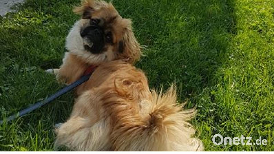 Zum Welthundetag zeigen die Nutzer von onetz.de Bilder ihrer Vierbeiner. Bild: Kerstin Holländer